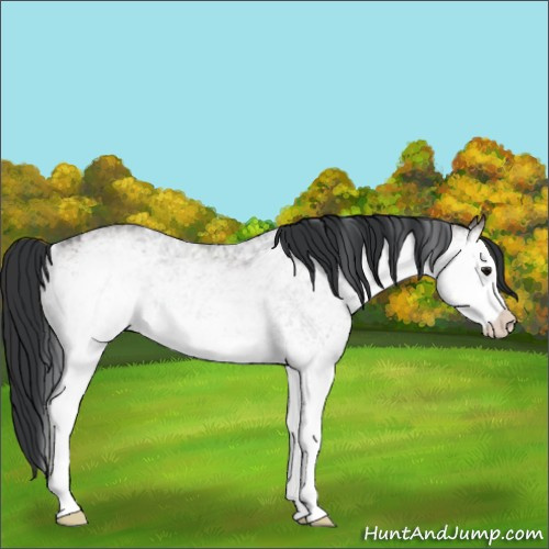Horse Color:White Spotted Brown Dun 