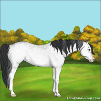 Horse Color:White Spotted Brown Dun 