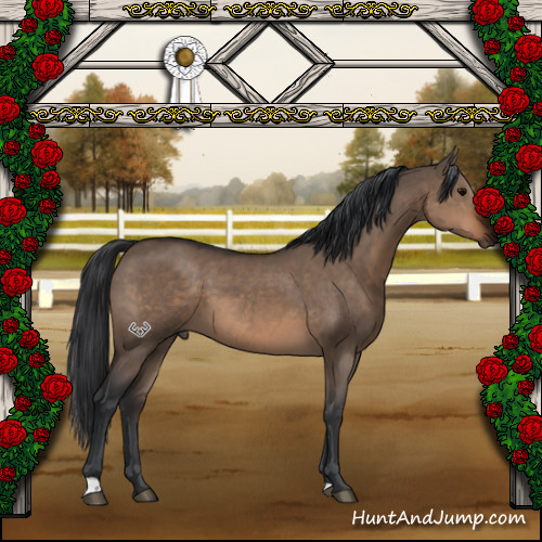 Horse Color:Brown Dun 
