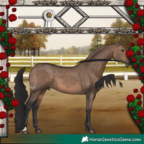 Horse Color:Brown Dun 