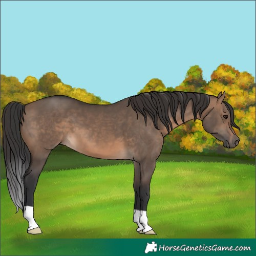 Horse Color:Brown Dun 