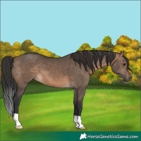 Horse Color:Brown Dun 