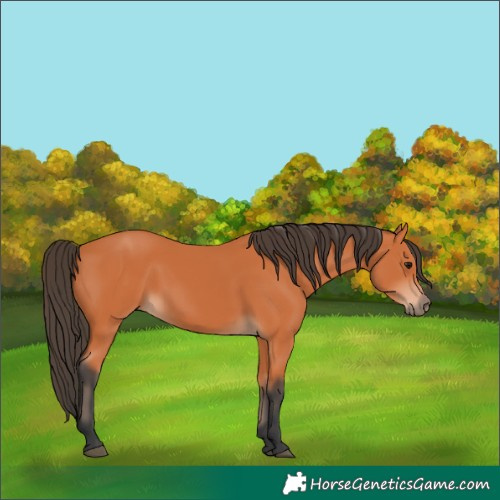Horse Color:Bay 