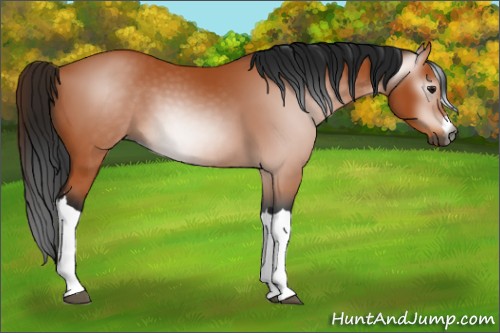Horse Color:Gray Bay 