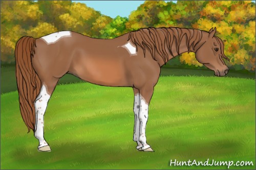 Horse Color:Chestnut Tobiano