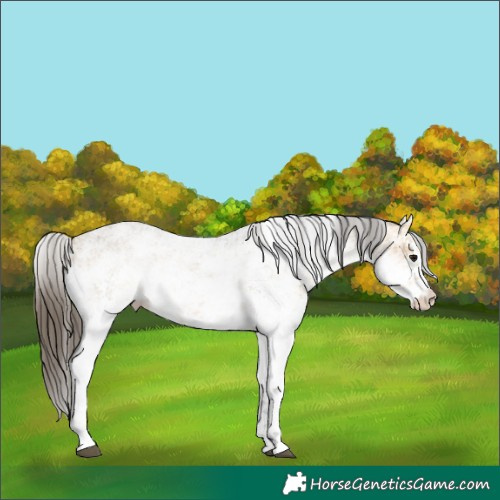 Horse Color:White Spotted Buckskin Sabino