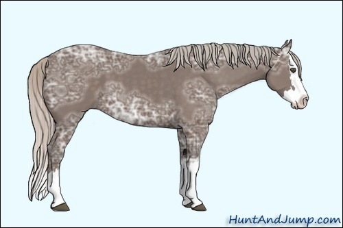 Horse Color:Unknown 