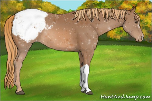 Horse Color:Chestnut Appaloosa 
