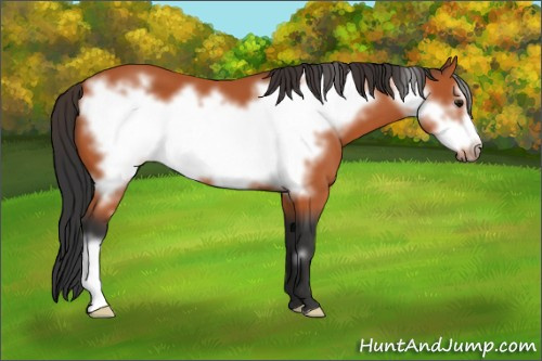 Horse Color:Bay Frame 