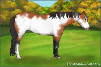 Horse Color:Bay Frame 