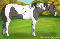 Horse Color:Grullo Tobiano Appaloosa