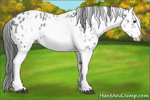 Horse Color:White Spotted Blue Roan Splash Frame Appaloosa 
