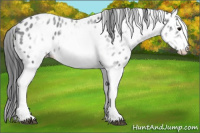 Horse Color:White Spotted Blue Roan Splash Frame Appaloosa 