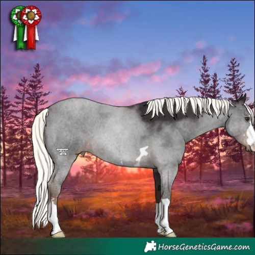 Horse Color:Liver Chestnut Mushroom 