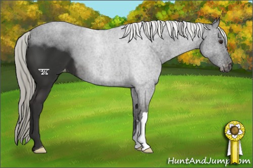 Horse Color:Liver Chestnut Mushroom Appaloosa 