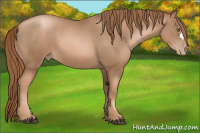 Horse Color:Liver Chestnut Pearl 