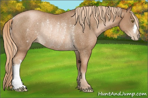 Horse Color:Liver Chestnut Pearl Rabicano