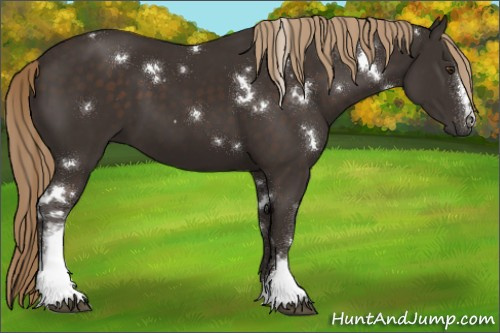 Horse Color:White Spotted Liver Chestnut Rabicano 
