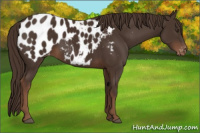Horse Color:Liver Chestnut Sabino Appaloosa 