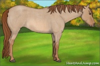 Horse Color:Red Dun Roan Rabicano 
