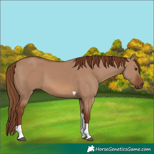 Horse Color:Red Dun Tobiano