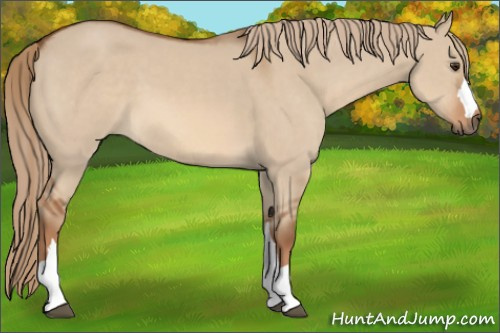 Horse Color:Red Dun 
