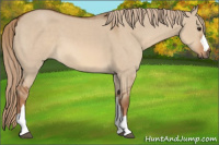 Horse Color:Red Dun 
