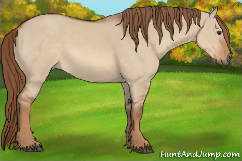 Horse Color:Red Dun