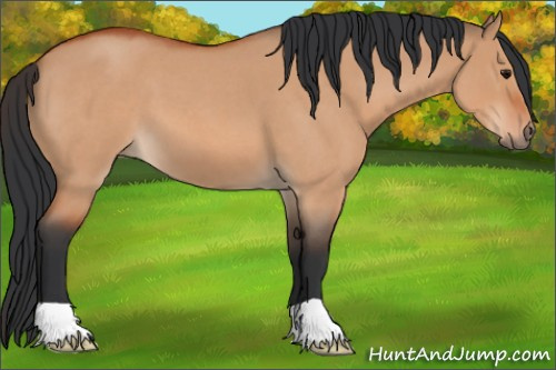Horse Color:Bay Roan Dun 