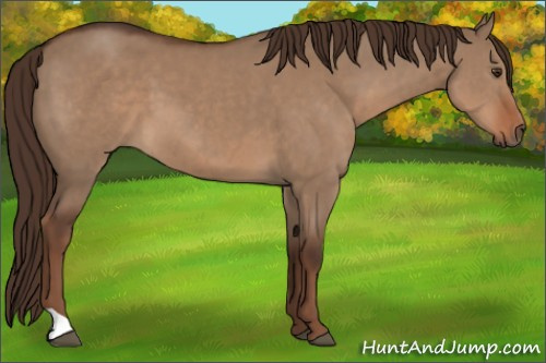 Horse Color:Liver Red Dun 