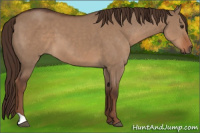 Horse Color:Liver Red Dun 
