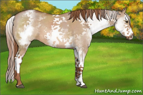 Horse Color:White Spotted Red Dun Splash