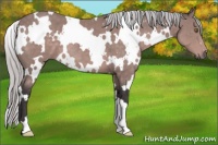 Horse Color:Platinum White Spotted Silver Buckskin 
