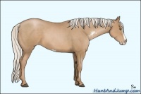 Horse Color:Silver Black Pearl Sabino Splash Frame 