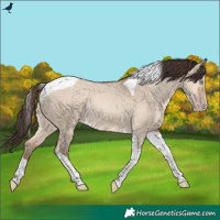 Horse Color:Amber Champagne Dun Tobiano Rabicano