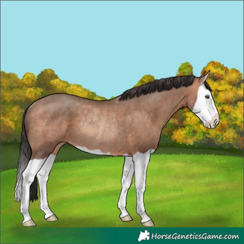 Horse Color:Sable Champagne Splash Rabicano 