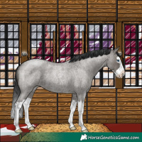 Horse Color:Grullo Roan Splash 