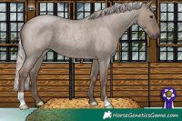 Horse Color:Silver Grullo Roan 