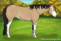 Horse Color:Gray Bay Dun Sabino