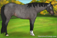 Horse Color:Gray Brown Roan Rabicano 