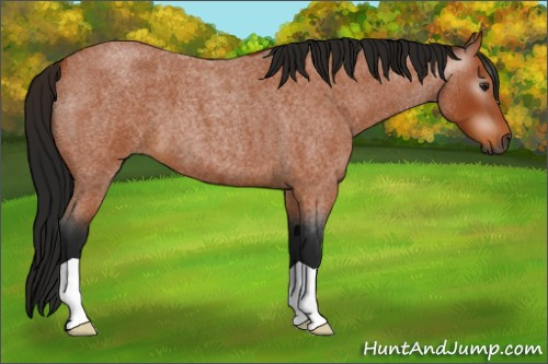 Horse Color:Gray Buckskin Roan