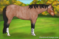 Horse Color:Gray Buckskin Roan