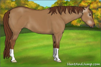Horse Color:Gray Red Dun 