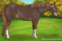 Horse Color:Gray Red Roan