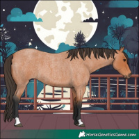 Horse Color:Bay Roan 