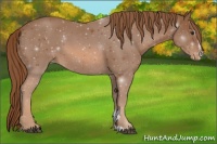 Horse Color:Chestnut Sabino Appaloosa 