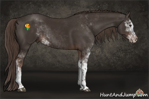 Horse Color:Liver Chestnut Sabino Rabicano 
