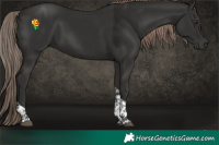 Horse Color:Liver Chestnut Tobiano 