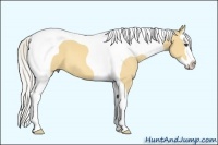 Horse Color:Silver Buckskin Dun Splash Tobiano 