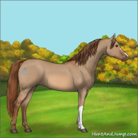 Horse Color:Red Dun 